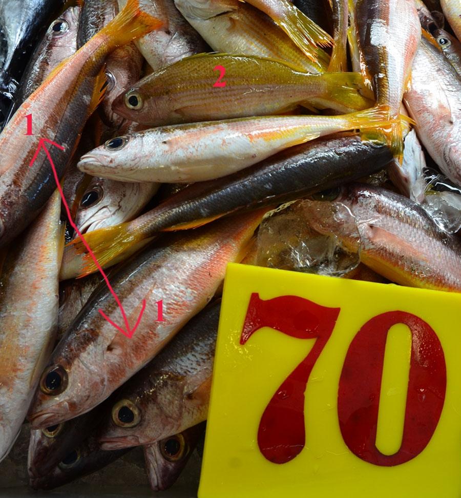 (ทะเล) ถามชื่อปลา 1 ตัวที่หาดป่าตองภูเก็ตหน่อยครับ