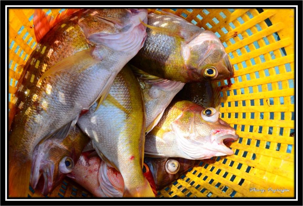 เหลืองอินเดีย.....ปลาจานน่าทานสำหรับ เมนูทอดน้ำปลาครับ :smile: