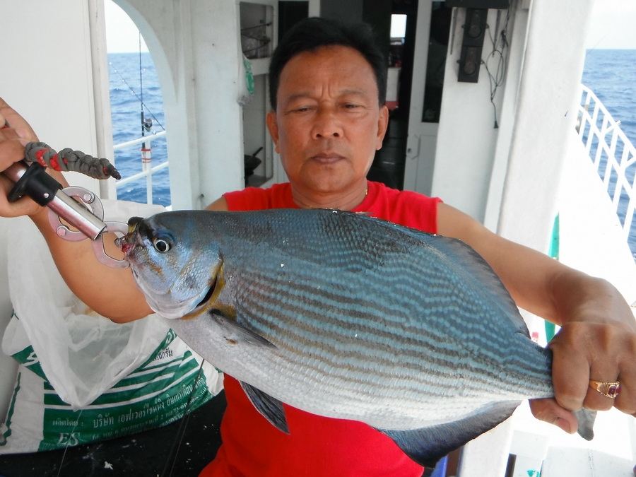 ปลาสีนวล หรือปลาสลิดทะเล สีน้ำเงิน ปลาเนื้อดีราคาแพงเป็นปลาผิวน้ำที่ตกสนุกสู้เบ็ดดีครับ
