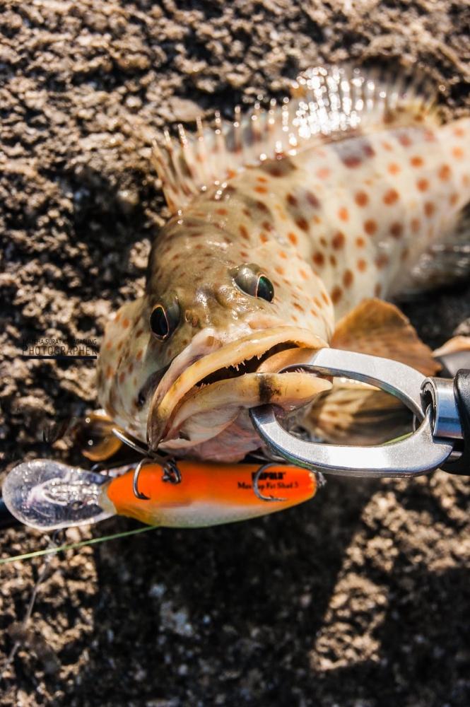  :cool: :cool: :cool: :cool: :cool: [b]กับ Rapala Max Rap Shad  ท้องส้มครับ[/b] :grin: :grin: :grin: