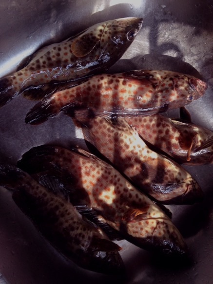 ภาพส่งท้ายครับ
กับของขวัญชายฝั่งที่เราตามหา Grouper Fish :blush: