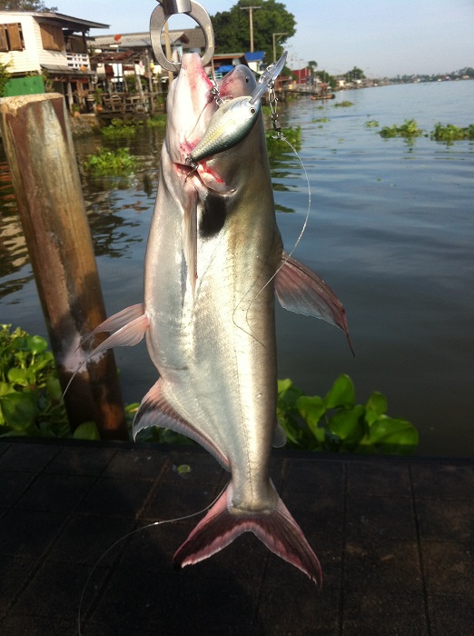 ปลารับแขกของเกาะเกร็ดครับ เจ้าหูดำหรือปลาเทโพ ครับ กินทุกอย่างที่ข้างหน้าครับ :cheer: :cheer: :cheer