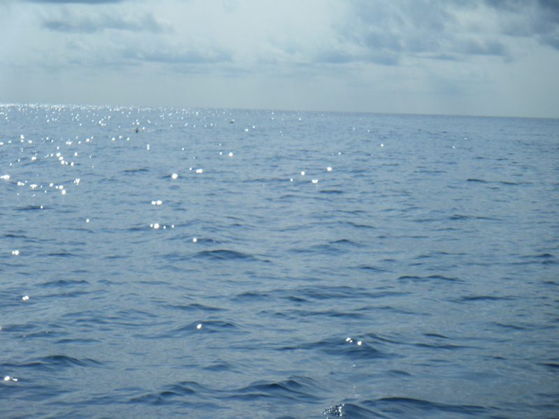 วิ่งเรือเจอฝูงปลาวาฬอกสีขาวขึ้นเล่นน้ำเสียดายลืมถ่ายคริปถ่ายรูปยังไม่ทันเห็นอยู่ปลายครีบหลังนิดเดียว