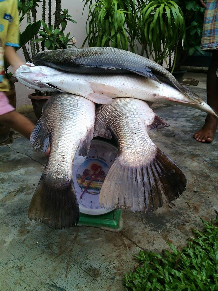 ส่งผลงาน วันอาทิตย์ 12/7/58