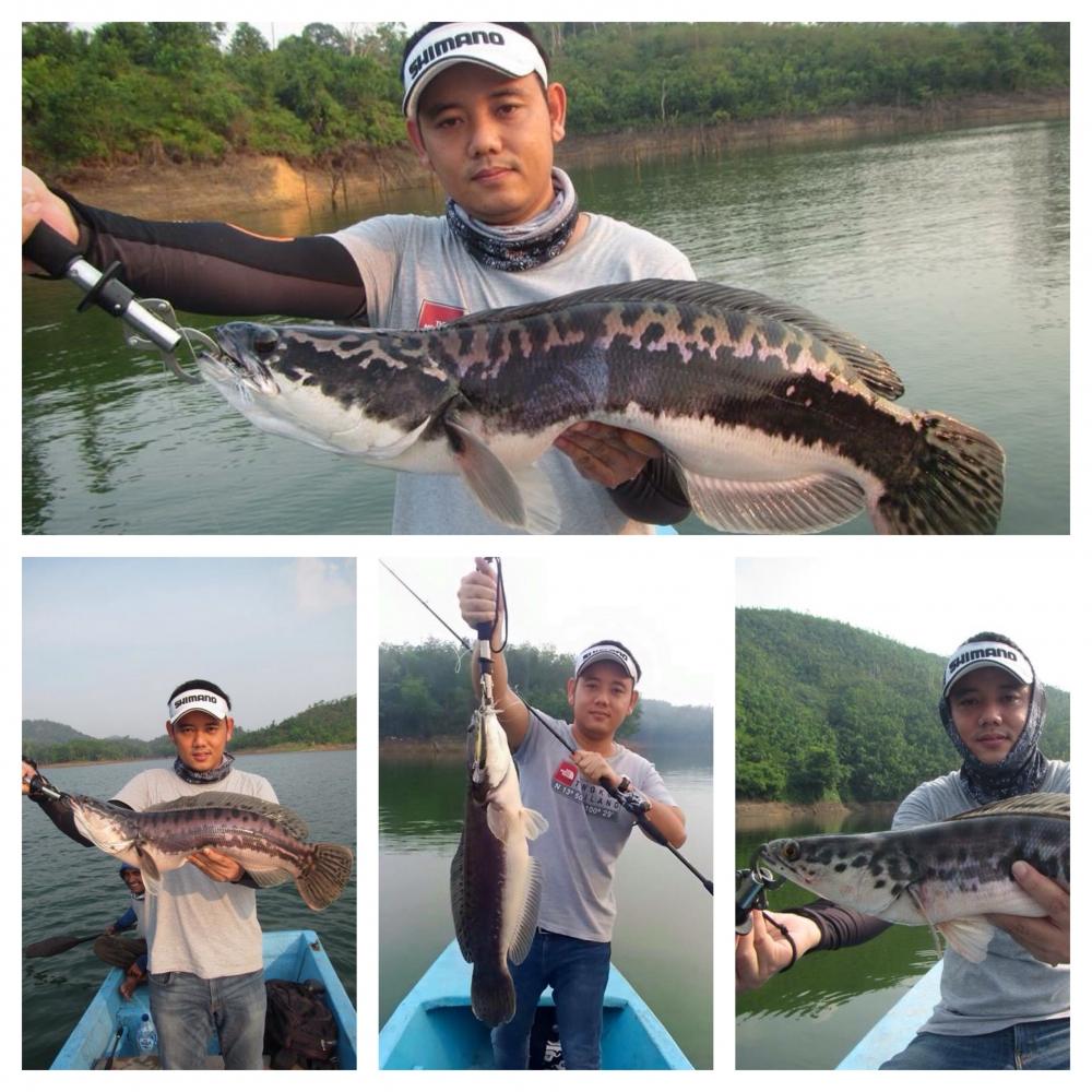 Toman fishing@PLTA Koto Panjang INDONESIA.