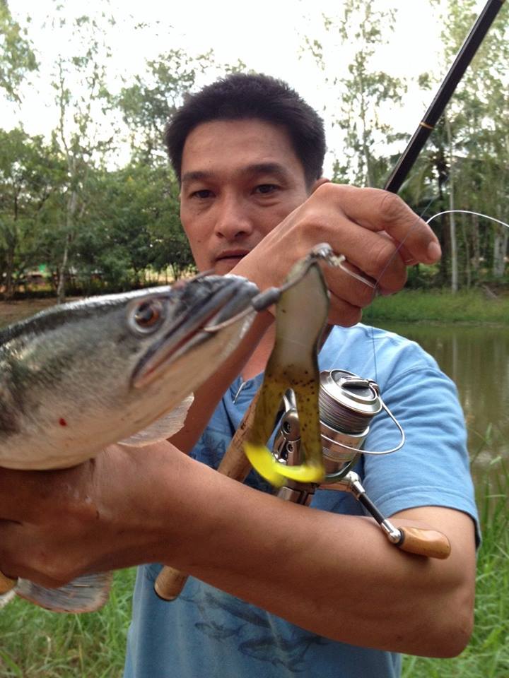 พอมาถึงที่คุณโอ๋ คลองครุไม่รอช้า คว้าคันพร้อมกบ Surecatch Paddle Frog ไปจัดผลงานมาให้กันเลย...แหม่ เ