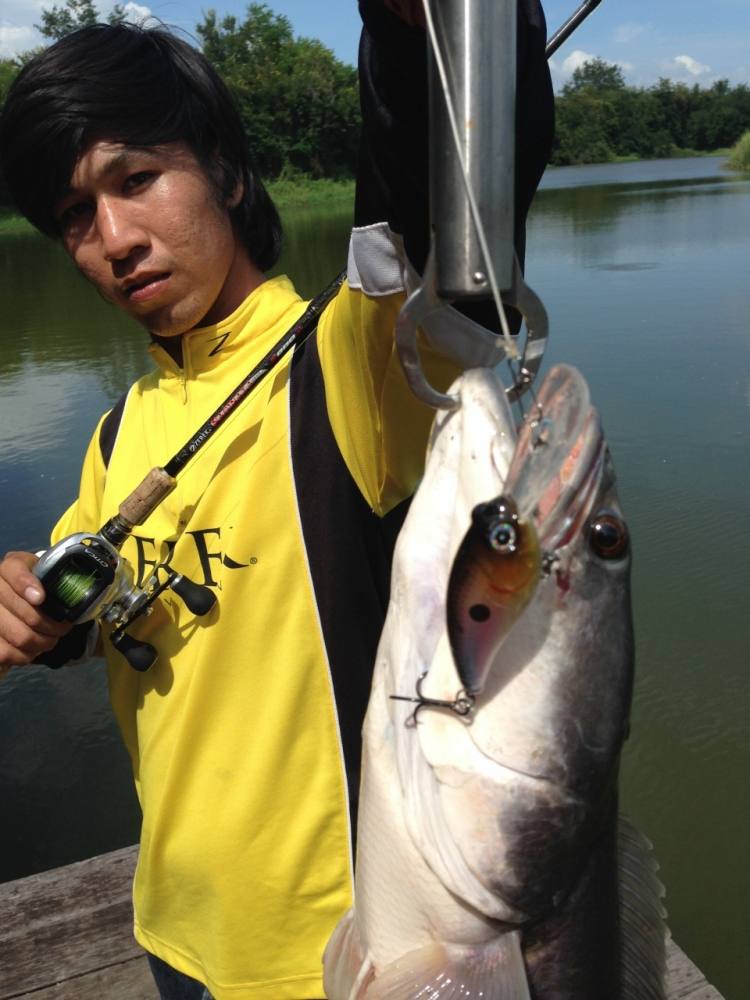 ROD : ZEREK NAGINATA Wt. 10-20

REEL : SHIMANO CITICA

LURE : ZEREK RUBY CRANK
 :cheer: :cheer: