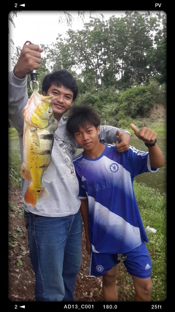 Peacock Bass..Thailand!! 