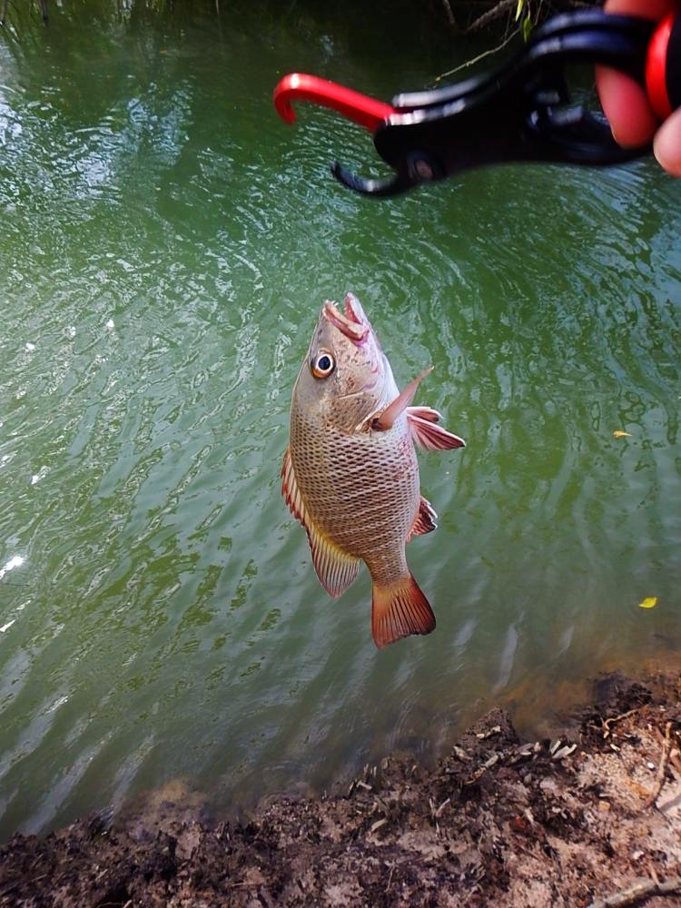 
 [center]ไม่ได้ไซร์ตามที่ต้องการ  
Catch & Release  ปลดปล่อยชีวิตคืนสู่สายน้ำ  ที่ให้อะไรได้มากกว