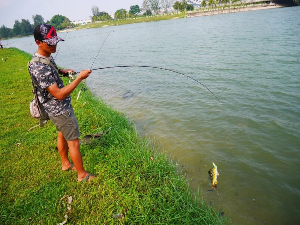 ชัดเจน peacock bass ผมพึ่งเห็นตัวเป็นๆครั้งแรก  :love: