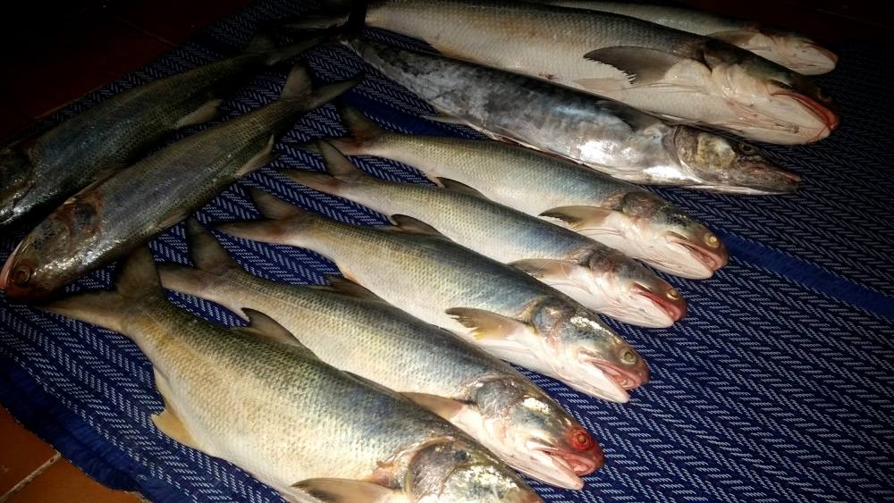 วิธีทำปลาเค็ม เนื้อดี ไม่ยากอย่างที่คิด อาทิตย์เดียวได้กิน ความรู้จากใน Siamfishing นี่แหละครับ ขอบค