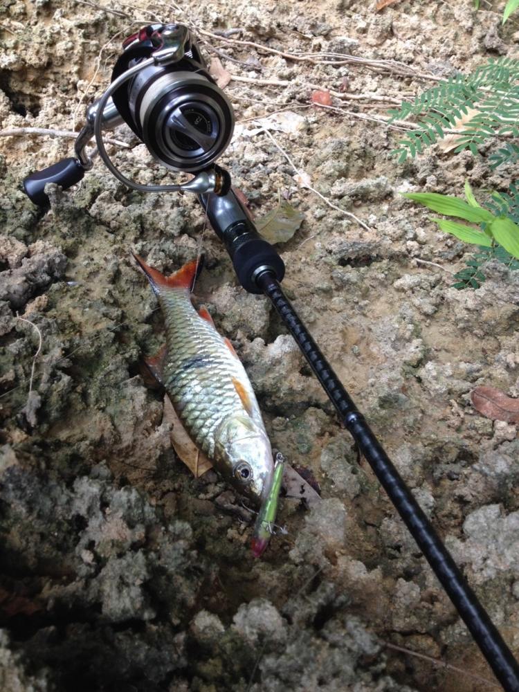 อาวุธคุ่กาย..."BELL_YUTYA"
Rod:  Rapala RFS : ELEGANCE spinning
Length: 6’8″ Line: 2-6lb
Reel: 