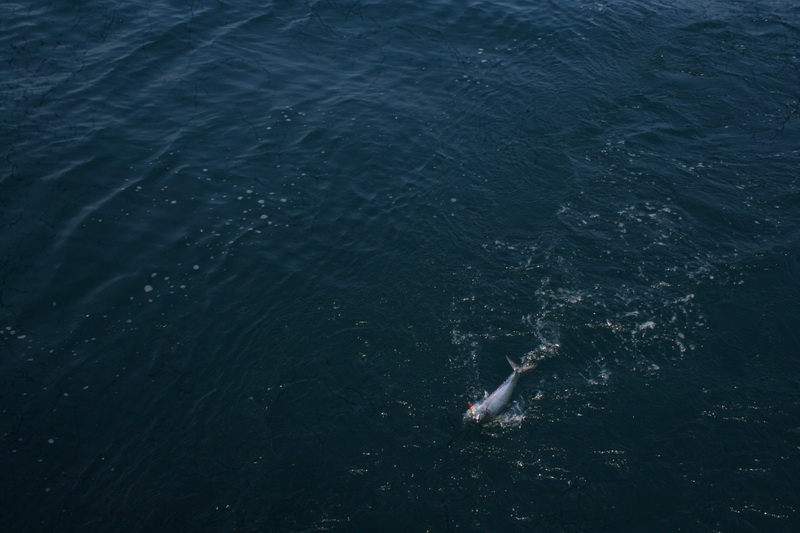           

    <b>ฝากลาด้วยภาพนี้   ปลาอยู่ในน้ำ  คลื่น ลม น้ำทะเล ฟ้า ฝน  เหยื่อ  เป็นปัจจัยหลัก