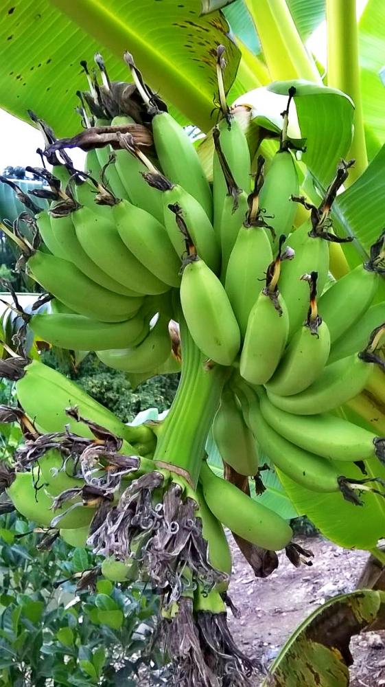  [b]พักชมสวนหน่อย ผลไม้เยอะมาก ขโมยกล้วยกลับบ้านดีมั๊ย ?[/b]

 :umh: :umh: :umh: :umh: :umh: :umh: