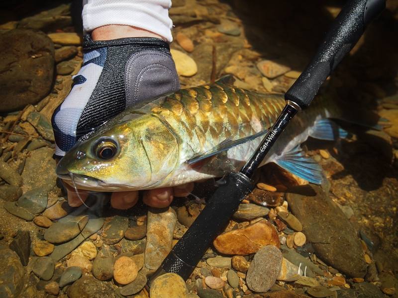  [center] [b] 

Rod: Geecrack Double Dutch Catwalk 70UL 2-8lbs 

Lure: Geecrack Leaf Shrimp 2.8