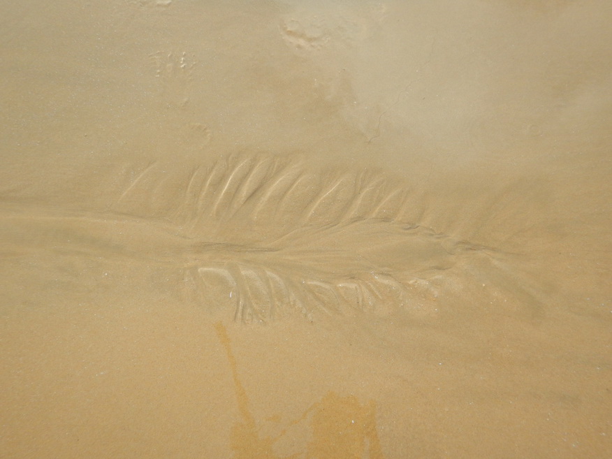 

น้ำพัดทรายเป็นร่องมองเหมือนตัวปลาเลยอะครับ ตรงนี้ ลองกลบดู พอน้ำเซาะก็เป็นแบบเดิม  :confused: :c