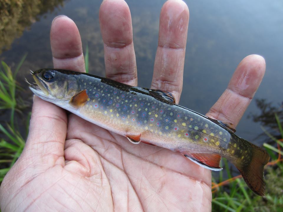 Brook Trout ในแดนฝัน