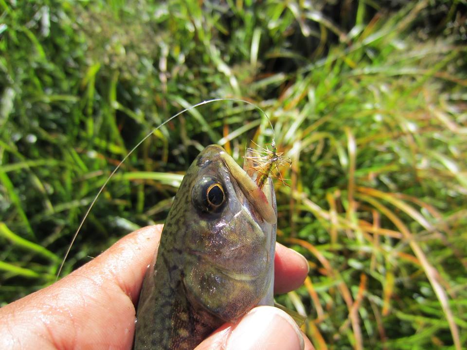 Brook Trout ตัวแรกที่ตกด้วยฟลายครับ
ตกด้วยฟลายครั้งแรก........เย้ๆๆๆๆๆๆ
 :music: :dance: :talk: :t