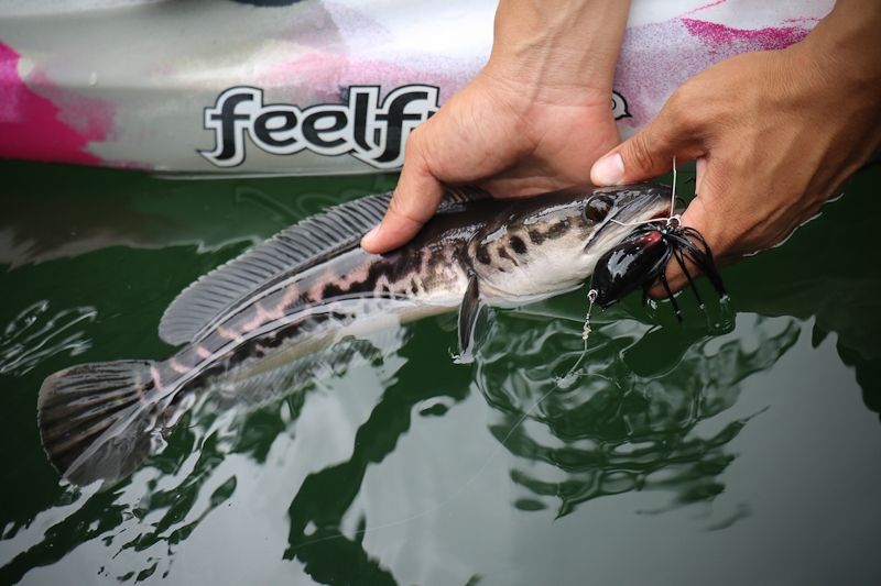  [center] [b] ชะโดแว๊นเยอะมากทริป

กบ Gaudy น้อย 4.5cm. 

Rod: Geecrack Double Dutch Dusty Mirro