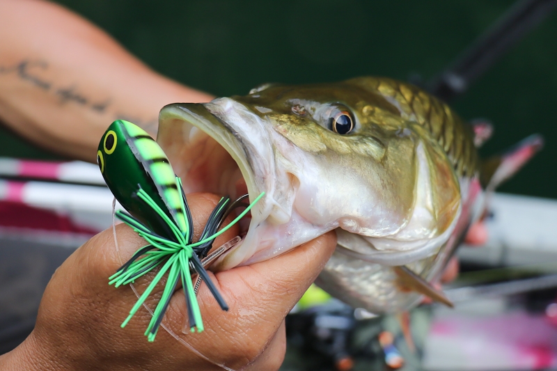  [center] [b] ชะโดน้อย

เต็มๆ ครับ

Lure: Mahseer Tackle Gotto Jamp Frog 5.5cm.

Hook: Mustad 