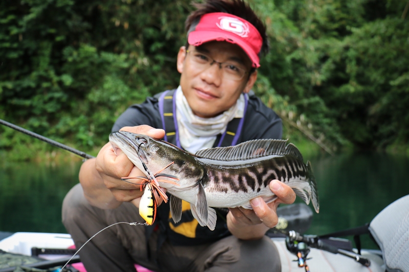  [center] [b] น้ำเยอะชะโดอ้วนทุกตัวครับ อาหารมันเยอะในหญ้า55

Lure: Mahseer Tackle Gotto Jamp Frog