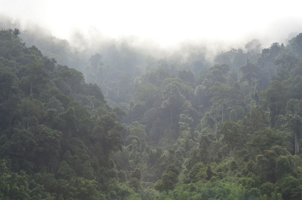 พื้นป่าดงดิบแบบเขตร้อนชื้น ใบไม้แทบไม่ผลัดใบ เป็นที่รวบรวม ระบบนิเวศของป่าเขตร้อนที่มีมากมายอีกแห่งห