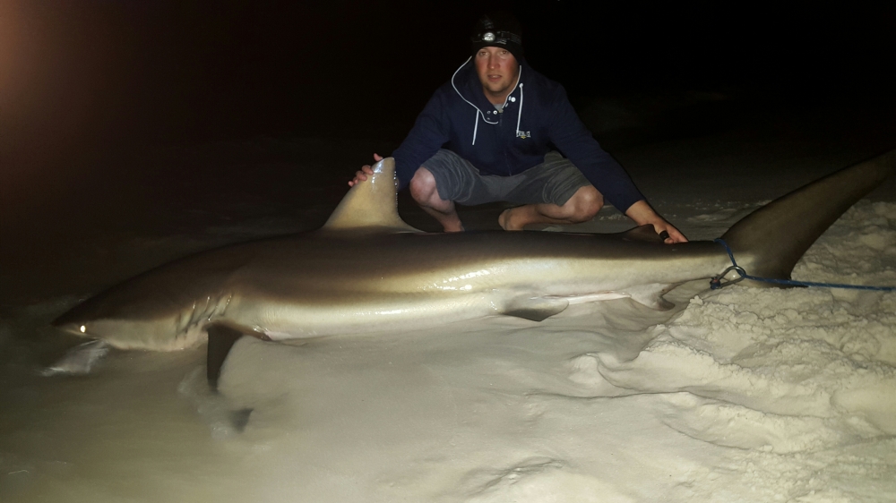 Wrong image. That was a smaller tiger shark I also caught.  :grin: