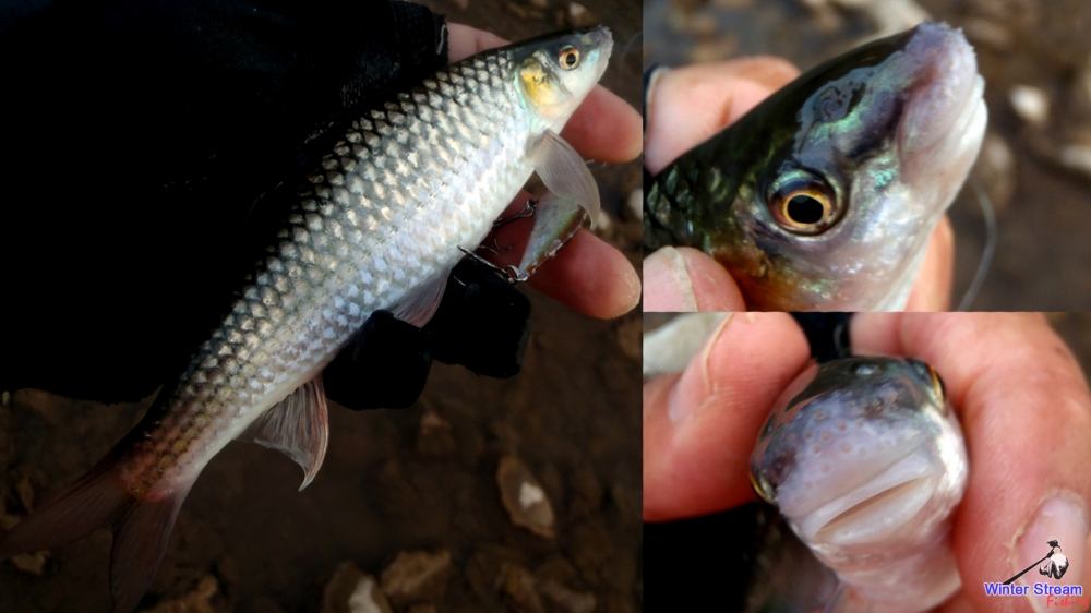 [center]ปิดท้ายช่วงที่สามด้วยปลาสร้อยลูกบัว
(ขอขอบคุณน้า doradocatfish ที่ให้ข้อมูลครับ)
ดูจากแรงใ