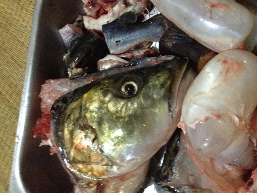 Catch & Cook --คอนเซบผมครับ--  ปลาทุกตัว ที่ตกได้ โอกาสรอดน้อยมากครับ อาเมน :prost: