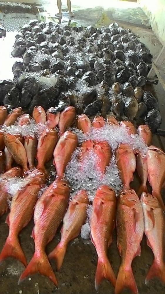แดงหลี แดงเขี้ยว สีทอง ปลามีพิษทั้งหลาย