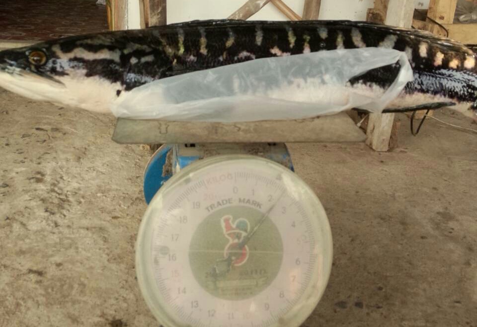 ดูพิกัดน้ำหนักปลากับสายเอ็นที่ใช้ตกยังงงอยู่ทำไมมันไม่ขาด