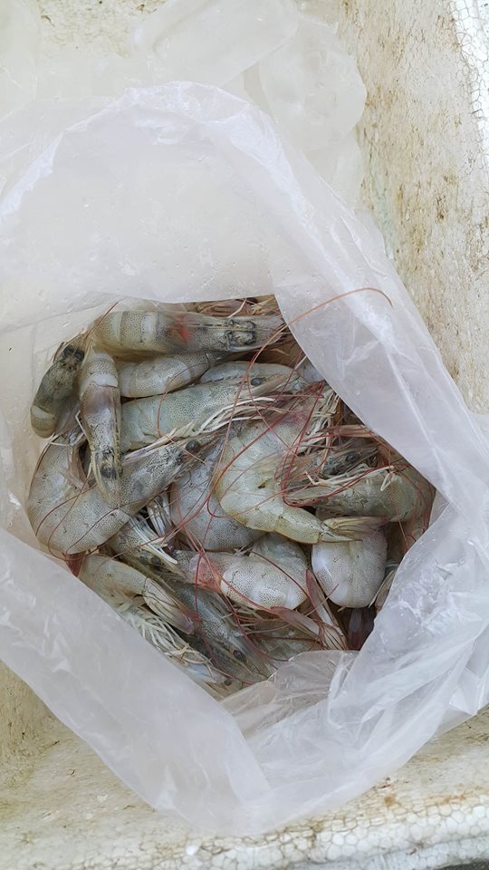 เหยื่อก็ง่ายฯครับ กุ้งสดหรือไม่ค่อยสดก็แล้วแต่จะหาได้ครับ
ของผมอยู่มหาชัยเลยหาง่ายหน่อยแวะเข้าตลาดก