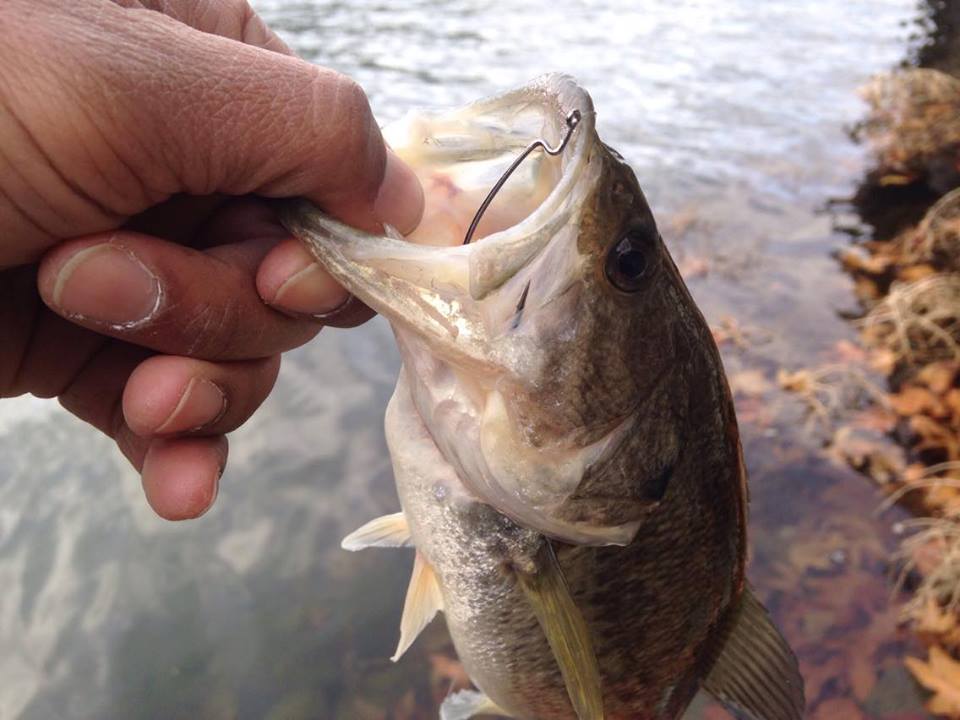 เพื่อเจ้าตัวนี้ครับ ลาชเม้าท์ แบส (Largemouth Bass)