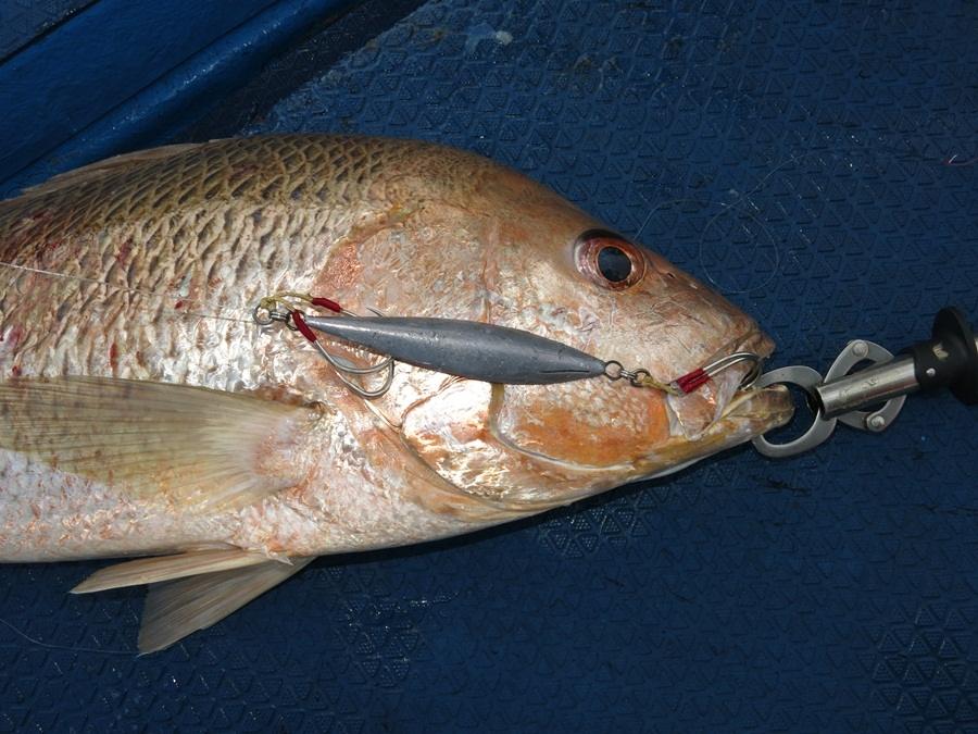 ปลาอังเกยหรืออังจ้อเป็นปลาหากินหน้าดิน การจิ๊กต้องลงเหยือถึงพื้น เหมาะกับเหยือพวกสโลว์..เหยือในภาพทำ