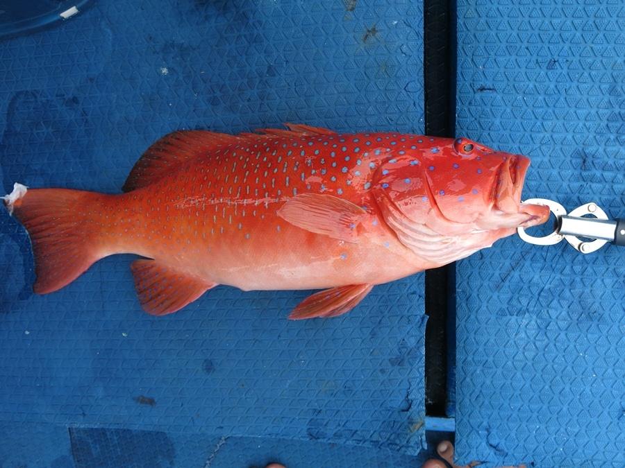 กุสลาดเป็นปลาเก๋าชนิดหนึ่งหากินเหมือนปลาเก๋าทั่วไปตามแนวหินปะการัง เป็นปลาที่มีราคาแพง เพราะหายาก
 