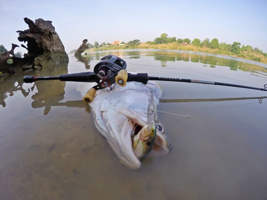 

 [b][center]ส่ง Rapala Shad Rap 7เซ็นลงไปควานใต้น้ำจนได้ตัว[/center][/b]

 [center]:grin: :gri