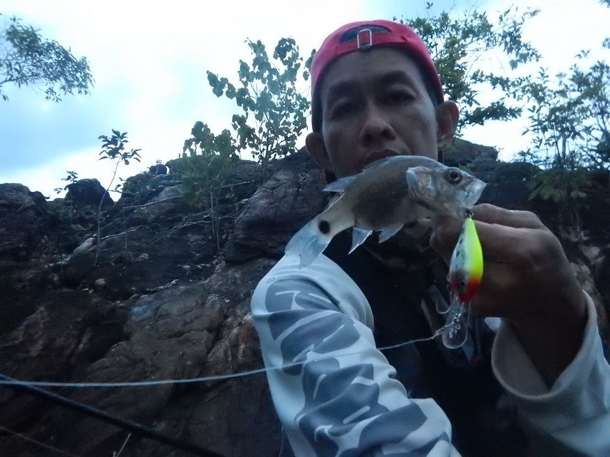 
เก็บภาพคู่ด้วยหน่อย Rapala risto rap 5cm ไม่ผิดหวังครับ  :smile: :smile: :smile: :cheer: :cheer: :