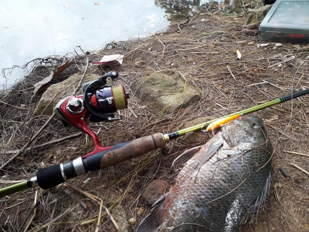 อ่าาาา ฟินส์....

Rod : Rapala Koivu 6"5 wt 4-10
Reel : Daiwa Revros 1000 
อ่าาาา ฟินส์....

