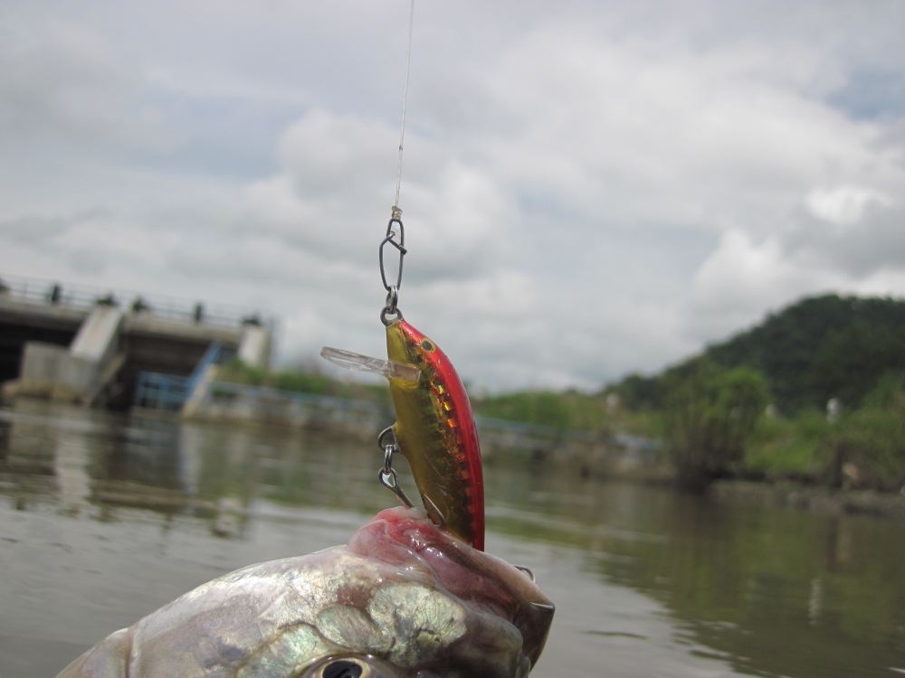                                                              [b]RAPALA  ABACHI   ไว้อาลัยครับ ขาดไปเ