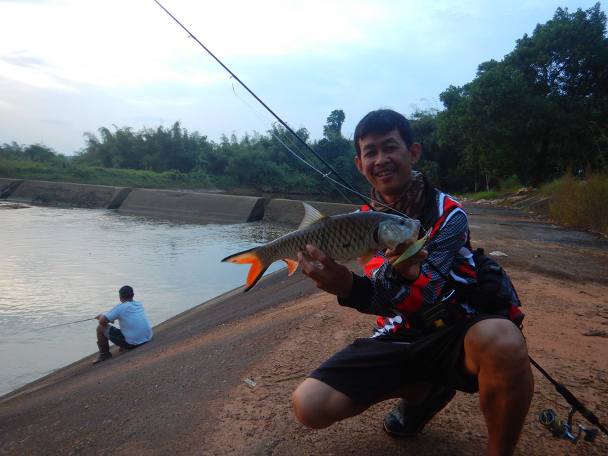 
จากในคลิปแรกครับ ก็ได้ปลากระสูบตัวสวยผลงานจาก Rapala shadow rap shad deep 9 ขึ้นมา1หน่วย  :cheer: 