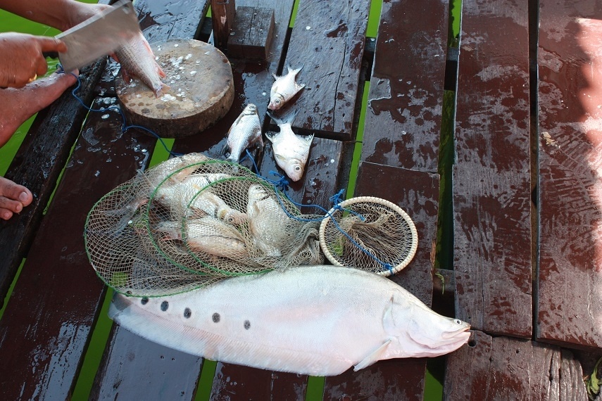 ระหว่างเอาปลามาถอดเกร็ด กระชังปลาแขยงกับปลากด เพื่อนทำหลุดมือจมน้ำไปแล้ว เหลือบางส่วนที่เห็นครับ