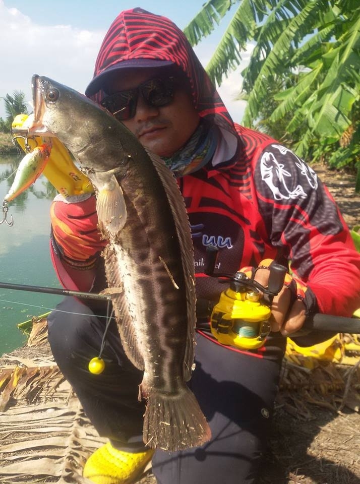  [b]พี่ออยตามมาติดๆ ชะโดวัยกำลังห้าว กัด Rapala X-Rap Shad[/b]