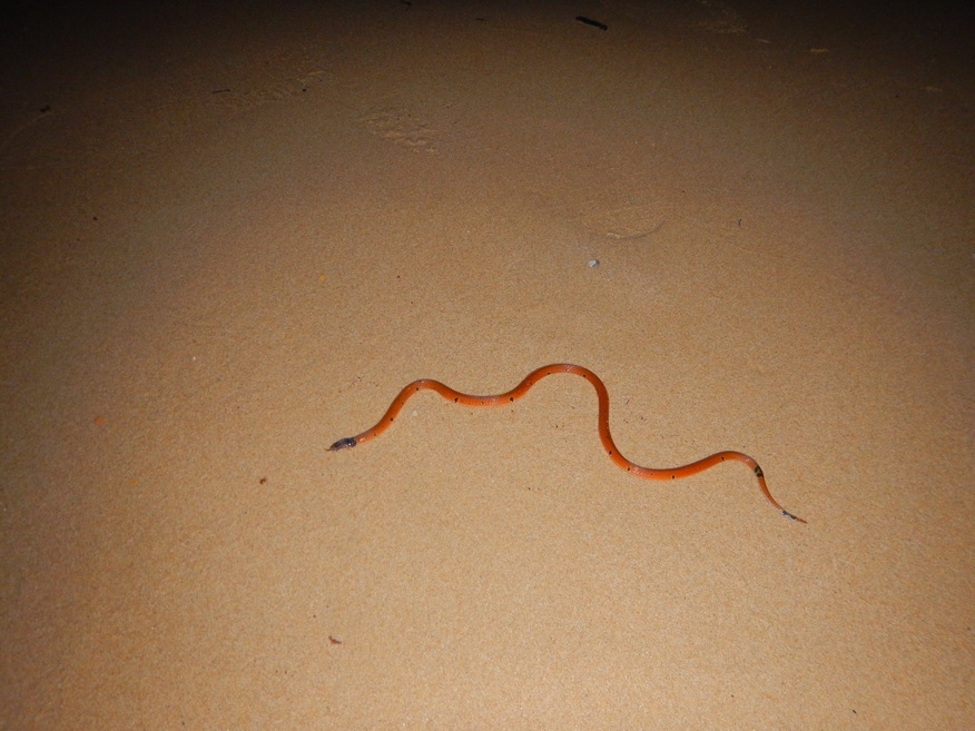 
ระหว่างเดินกลับมาหน้าหาดทราย ก็ต้องระวังครับงูทะเลหรือบกไม่แน่ใจ ถ้ามีพิษล่ะเป็นเรื่องแน่ๆ ถอดรองเ