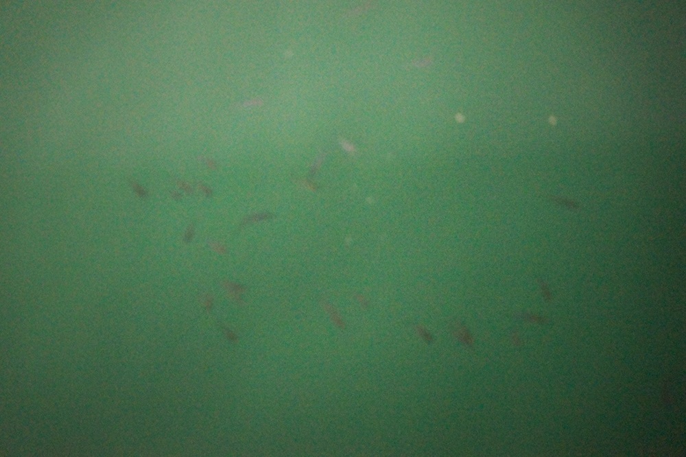  [center]มีปลาเล็กๆมาตอมไฟใกล้สะพาน[/center]