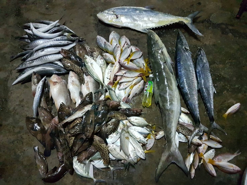 นี่คือปลารวมของเราครับปลาทั้งหมดเป็นปลาจิ๊กกิ้งล้วนๆครับส่วนปลาเล็กๆได้จากการโสกครับ ทริปนี้ไม่มีเหย
