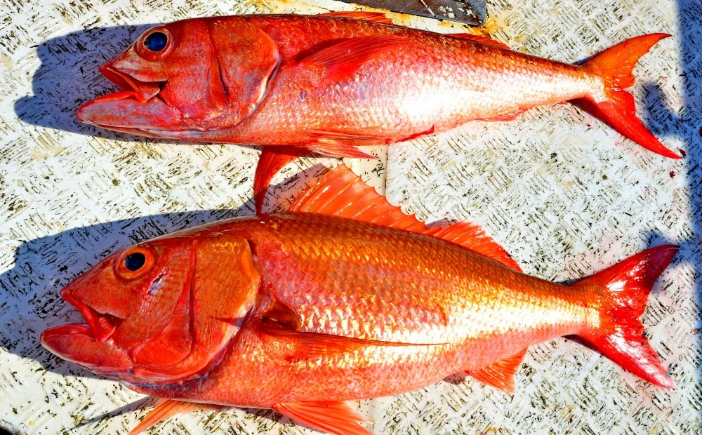 ความแตกต่างระหว่างปลาปากกว้างและปลาสีทอง :smile: