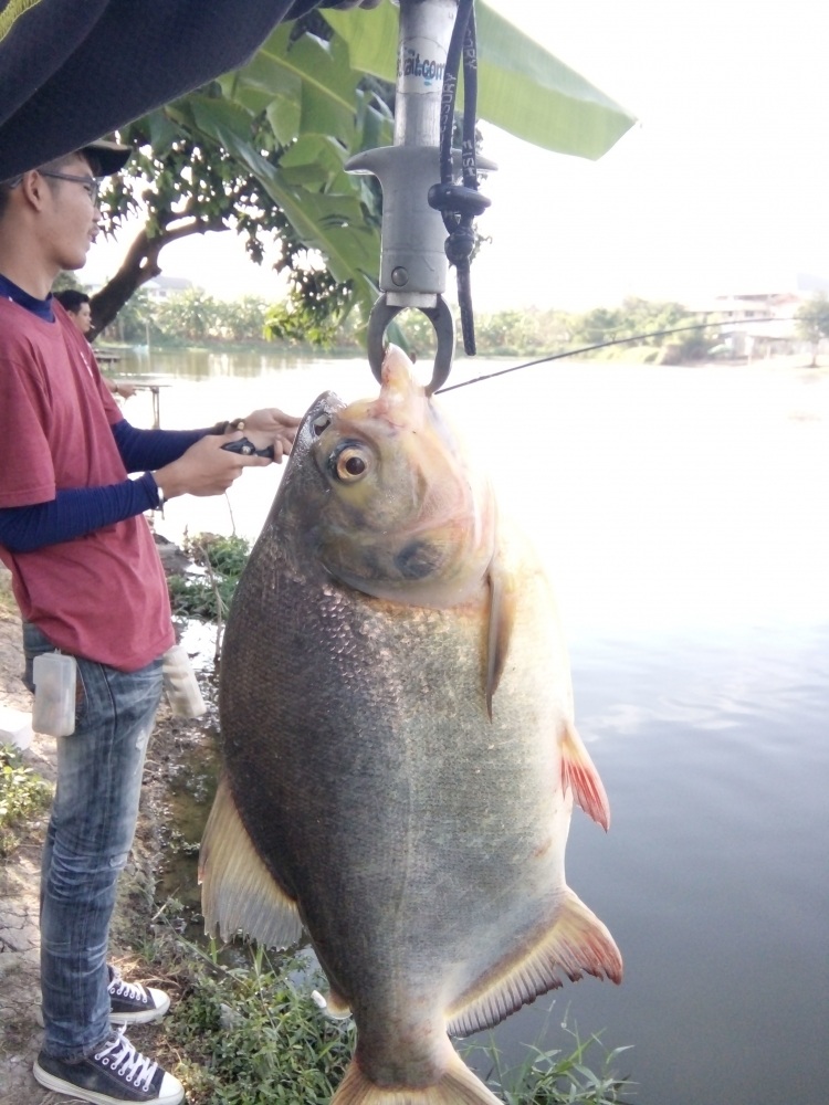 แต่ของผมขึ้นก่อนครับ
สงสัยจีฮานจะเจอของใหญ่ครับ วิ่งวนเข้าออกเรื่อยๆไม่ยอมให้ขึ้นมาถ่ายรูปเลยครับ