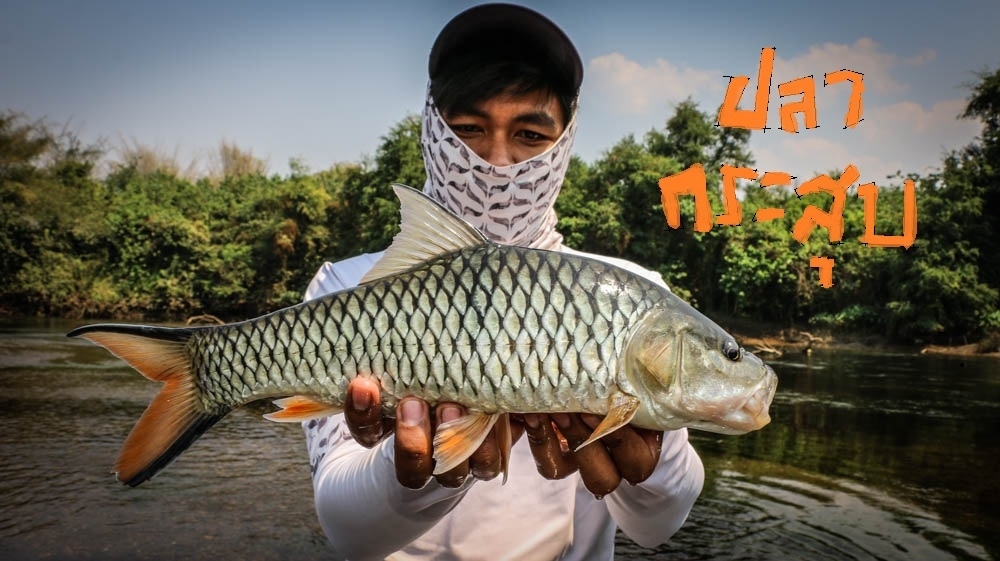 ทริปตกปลากระสูบน้ำไหล ในวันที่ได้แต่ตัวเล็กๆน้อยๆ: SiamFishing : Thailand  Fishing Community