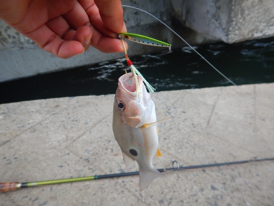 Storm gomoku micro jig 8g ก็ทำงานได้ผลกับข้างปานครับ  :cheer: :cheer: :cheer: :cheer: