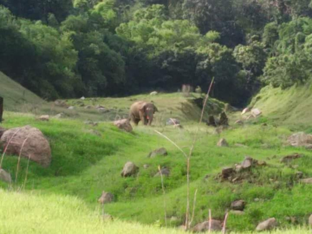 สุดท้ายนี้ขอลาด้วยภาพนี้แล้วกันคับรูปเดียวจะเบื่อกัน(ช้างกูอยู่ใหน) ในเขื่อนมีให้เห็นแล้วแต่โอกาศครั